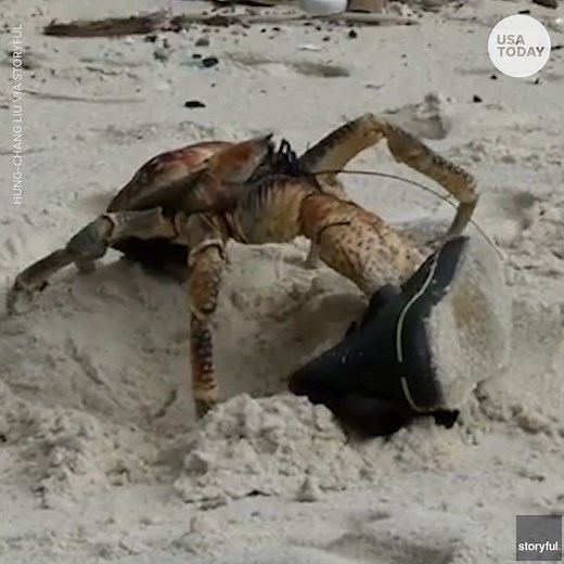 This robber crab completed a well executed heist. | USA TODAY Video