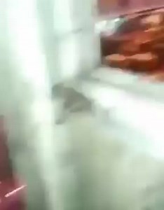 Cobble in Steel Mill “A "cobble" happens when the rollers at a steel mill get jammed, allowing a knot of molten steel to build up until it flings a rope of hot steel into the air.” #SteelMill #steelmaking #steelvideo #metallurgy #metallurgicalengineering #Materialscience #manufacturingengineering #mechanicalengineering #manufacturing #metalforming #rolling #Engineering #engineeringvideos #video #steelindustry #steelmaking #steel #Steelplant | Metallurgical engineering