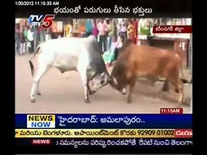 TV5 - Two Oxen Fighting made huge Damage in Karimnagar