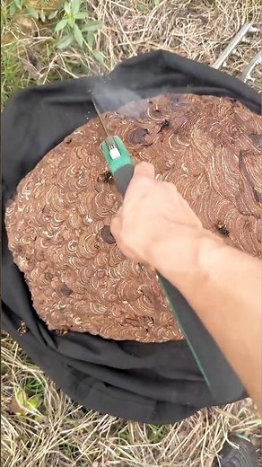 what is the beehive 😱#shorts