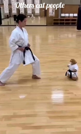 🥋🥋🐈 | Brazzers Banze