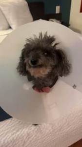 Meet Sweet senior Isabella (who just got spayed and dental hence the cone!) 💖💖 Isabella is friendly and sweet. She is a gentle dog who deserves all the love in her golden years! Breed: Poodle Sex: Female Age: 12 years Weight: 8 lbs Read Isabella's full bio ➡️ dogswithoutborders.org/dog/isabella Apply to adopt at DWB.pw/adopt-app 📍 Los Angeles DogsWithoutBorders.org #dwbrescue #dwb #losangeles #socal #adoptme #savealife #adoptdontshop #rescuedog #rescuedogsrock #poodle #seniordog | Dogs Withou