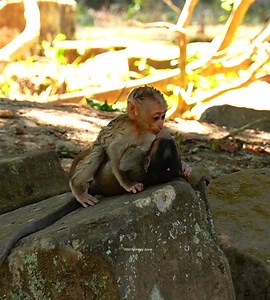 6.2K views · 116 reactions | Super kiss!! best of the best sweetly by Jovi to new mate closely as Luna face Amber mom while worry steal cute. | Wild Monkey Zone | Facebook