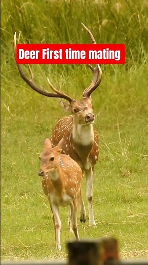 Deer Mating Season Begins 🦌 | Amazing Wildlife Moments in Nature #breeding #deer #animallovers