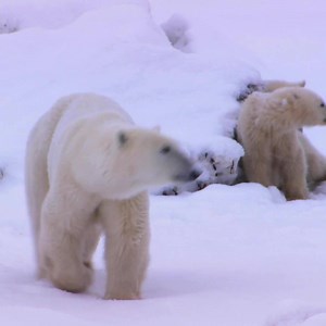 155K views · 2.8K reactions | Watch polar bears in comfort and safety in the polar bear capital of Canada. | Canada Keep Exploring | Facebook