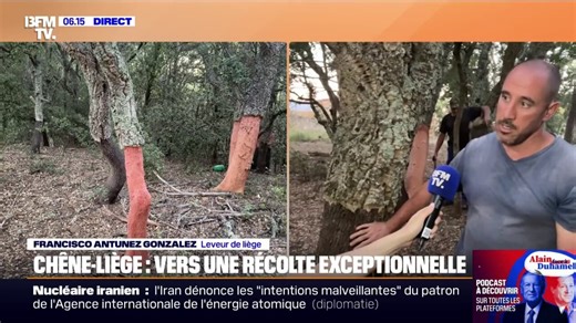 "Une technique ancestrale": la récolte du chêne-liège pourrait être record cette année