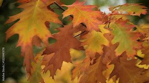 Autumn leaves of northern red oak tree, also called champion oak, latin name Quercus Rubra, showing palette of yellow, orange and red colours.