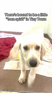 When you have a litter of puppies all named after rockstars, there’s bound to be a little “teen spirit” in Tiny Town! 🎸🐶🤘 Don’t be a square! Adopt today from the Humane Society of Utah, or see our adoptable pups at utahhumane.org/adopt! 🐾 | Humane Society of Utah