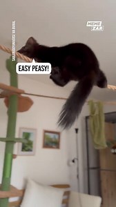 Balance is this animals middle name! | Memezar