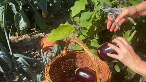Les chroniques jardin de France Bleu, récolter les aubergines ! Tous les jours, à 6h45 et 16h25, retrouvez Xavier Montpied et Roland Motte sur France Bleu Sud Lorraine et France Bleu Lorraine Nord. On vous parle des plantes et des légumes, mais aussi des petites bestioles qui fréquentent nos jardins ! C'est aussi à retrouver en podcast sur www.francebleu.fr #francebleu #jardin #nature #aubergines | Roland Motte