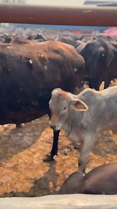 2.7K views · 162 reactions | Follow me. #cow #gaushala #reels #instagram #reelsinstagram #instagood #reelviral #seva #help #cows | Dhawan communication | Facebook