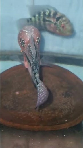 how to breed flowerhorn?