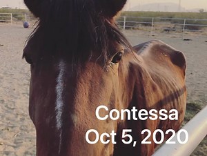84 reactions · 22 comments | Contessa came to us from a low end...
