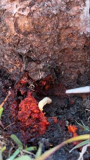 Grubby Peach Borer Worm Destroying this Tree #peachtree