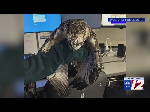 Westerly officers save injured osprey