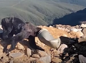 Un urs brun a fost salvat după ce i-a rămas capul blocat într-un butoi (VIDEO) - B1TV.ro