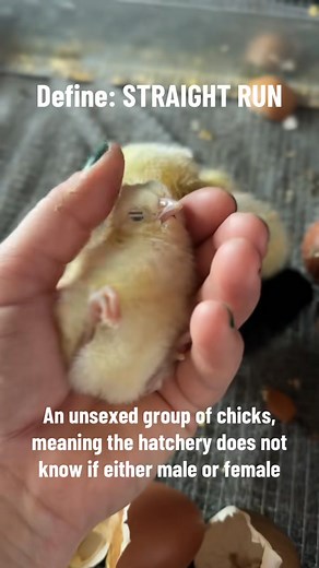 🐣 Straight Run Chicks. Definition: An unsexed group of chicks, meaning the hatchery does not know if either male or female chickens #backyardchickens #homesteadinglife #chickensofinstagram #raisingchickens #Farmlife #ParagonHatchery | Paragon Hatchery
