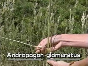 bushy broomgrass / bushy beardgrass (Andropogon glomeratus)