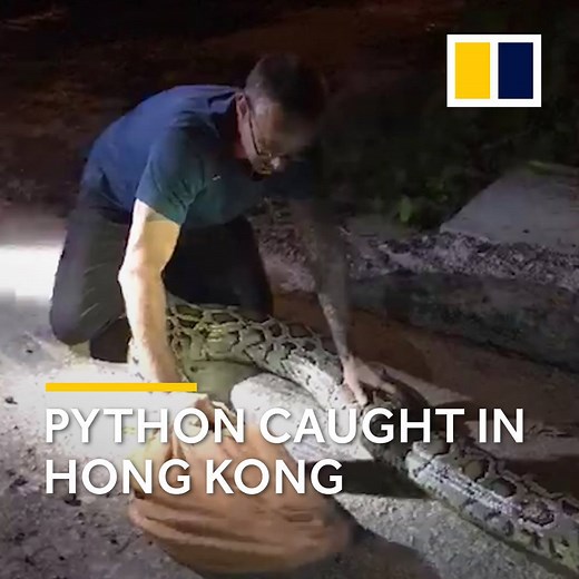This Hong Kong village had a nasty surprise - a huge python. | South China Morning Post