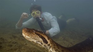 Découverte du plus grand serpent du monde dans une rivière