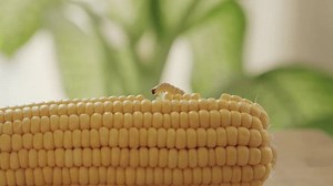 「主要な農業害虫であるhelicoverpa zea larvaのクローズアップで、新鮮なスイートコーンコブの黄色い毛皮の上を這い、作物の被害と昆虫防除の必要性を表したもの」の動画素材（ロイヤリティフリー）3958962155 | Shutterstock