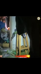 Rescue of a Asian water monitor was done by Gung Adi Water Monitor (Varanus salvator) (Indonesia Name :Biawak) Lizards belong to the varanidae family and are characterised by a conical head. The skin is rough with small, easily visible patches. The body colour is black or yellow with spots and pale yellow circles from the top of the head, back to the base of the tail. This monitor is active during the day and is often found sleeping in trees, crevices and holes at night. This monitor lizard can 