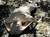 Mermaid found dead on Malaysian beach