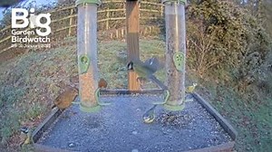 Are you missing #BigGardenBirdWatch LIVE? Don't worry - the live feeder cam at RSPB Arne is staying up for your enjoyment! 👉 http://bit.ly/BGBWLiveCam 🐦👀🏡 | RSPB