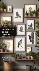 Cebras Store on Reels