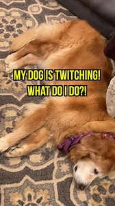 32K views · 39 reactions | Is this a seizure?! #dogs | Digital Soap Opera | Facebook