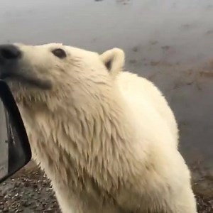 7.8K views · 125 reactions | "Curious little cub checkin out the truck." - Roy Rogers Like --> Sharing Alaska for more photos, videos, and stories from Alaska! | Sharing Alaska | Facebook