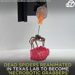 SPIDER ROBOTS: Engineers at Rice University are reanimating dead spiders to create these very creepy robots! 😖 They use air-filled syringes to move the dead spiders' legs, so they can work like hydraulics, and then use the pressure to extend and contract their limbs. Scientists say it could be useful for projects like assembling microelectronics or capturing smaller insects in nature. 🕷️🕸️🤖 | ABC7