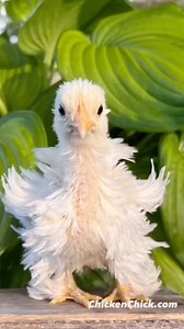 1.4K views · 220 reactions |    #backyardchickens #petchickens #chickens #chickenkeeping #chickenyard | The Chicken Chick | Facebook
