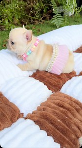 272K views · 112K reactions | What do you rate this ballerina cappuccina ?! #ballerinadog #dogmom #cutedog #puppylove #frenchiepuppy #cutefrenchiepuppy #ilovemyfrenchie #ilovemypuppy #miamifrenchie #frenchiesmiami | Rosy Regal | Facebook