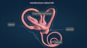 Inner Ear Membranous Labyrinth Anatomy with Labeled Structures