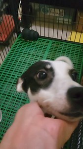 13K views · 1.1K reactions | Nana Masunurin | Harley & Euna | Facebook