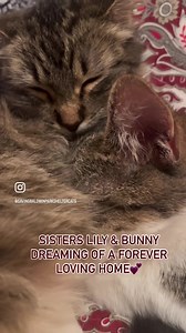14 reactions | Meet sisters Lily & Bunny for adoption! These precious teen kittens are about 5 1/2 months old and are super cuddly and loving and the loudest purr machines. Their mom and siblings were poisoned, but they miraculously survived, and they deserve the best forever loving home! Please email us if you are interested to learn more or for an adoption applicationEmail: Lisa@baldwinparkshelter.org | Baldwin Park Shelter Cats for Adoption | Facebook