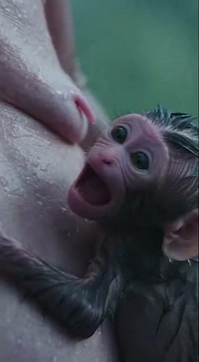 Crazy Wild Monkey Moments | Monkey Crazy
