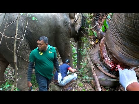 Saving an Elephant from a Deadly Snare #SL WILD TV