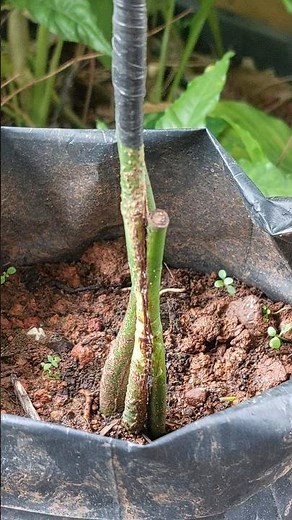 My Mango Plant Grafting Worked! ✅ Strong Rootstock Experiment