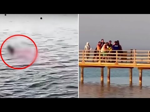 The Horrifying String Of Shark Attacks At Egypt's Red Sea Resorts