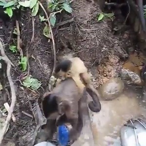 28K views · 198 reactions | MONKEY WASHING DISHES // This monkey is better than some of you females LOOL // #toofunny #lol #dwl #justforlaughs #JamRockOne | JamRockOne.com | Facebook