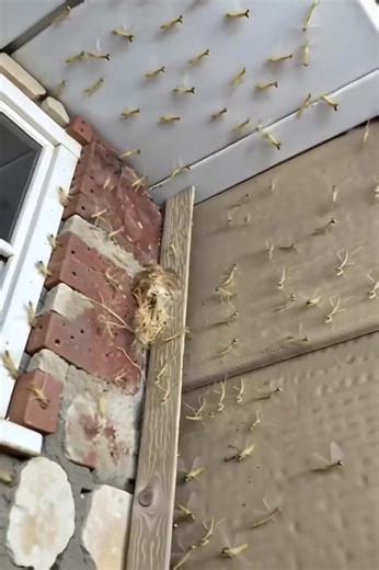 Had a Praying Mantis nest hatch by my front door! 𝗗𝗲𝘁𝗮𝗶𝗹𝘀 𝗯𝗲𝗹𝗼𝘄 👇 #trending #viral #news #hot. https://kuks.feji.io/blog/dozens-of-praying-mantises-just-hatched-by-my-front-door-heres-what-happened | Crownleye