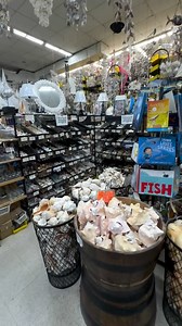 Does Sally sell seashells by the seashore? Heck if we know… but the Gay Dolphin does!🤪🐚 Come shop hundreds of seashells in-store, there’s a few things we don’t think you’ll find elsewhere😁 | Gay Dolphin Gift Cove