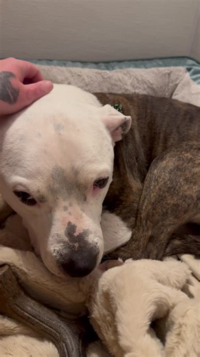 Goodnight sleepy buddy💚🍀🐾 | Team TK