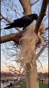 565K views · 4.6K reactions | Vogel stiehlt die Show in Paris! Schau...