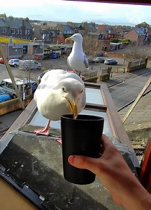 462K views · 3.8K reactions | I built a feeding platform for my pet seagull Partner: Stevens OnlyFeathers | Bored Panda Art | Facebook