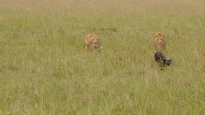Masai Mara tribal foods explained through ingredients, culture and technique
