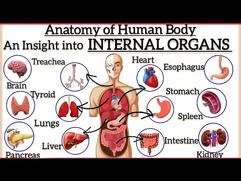 Know your Body- INTERNAL ORGANS and their Functions