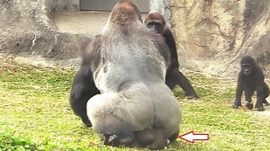 Omg// What is wrong on little son Ringo by daddy D'jeeco doing this style, So cute & gorgeous reaction love of gorilla family meeting. | Animo-Show